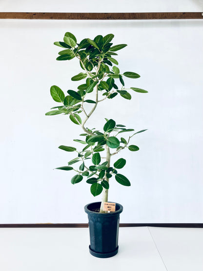 現品商品@3 ベンガレンシス 10号（高さ：180cm、幅：107cm）