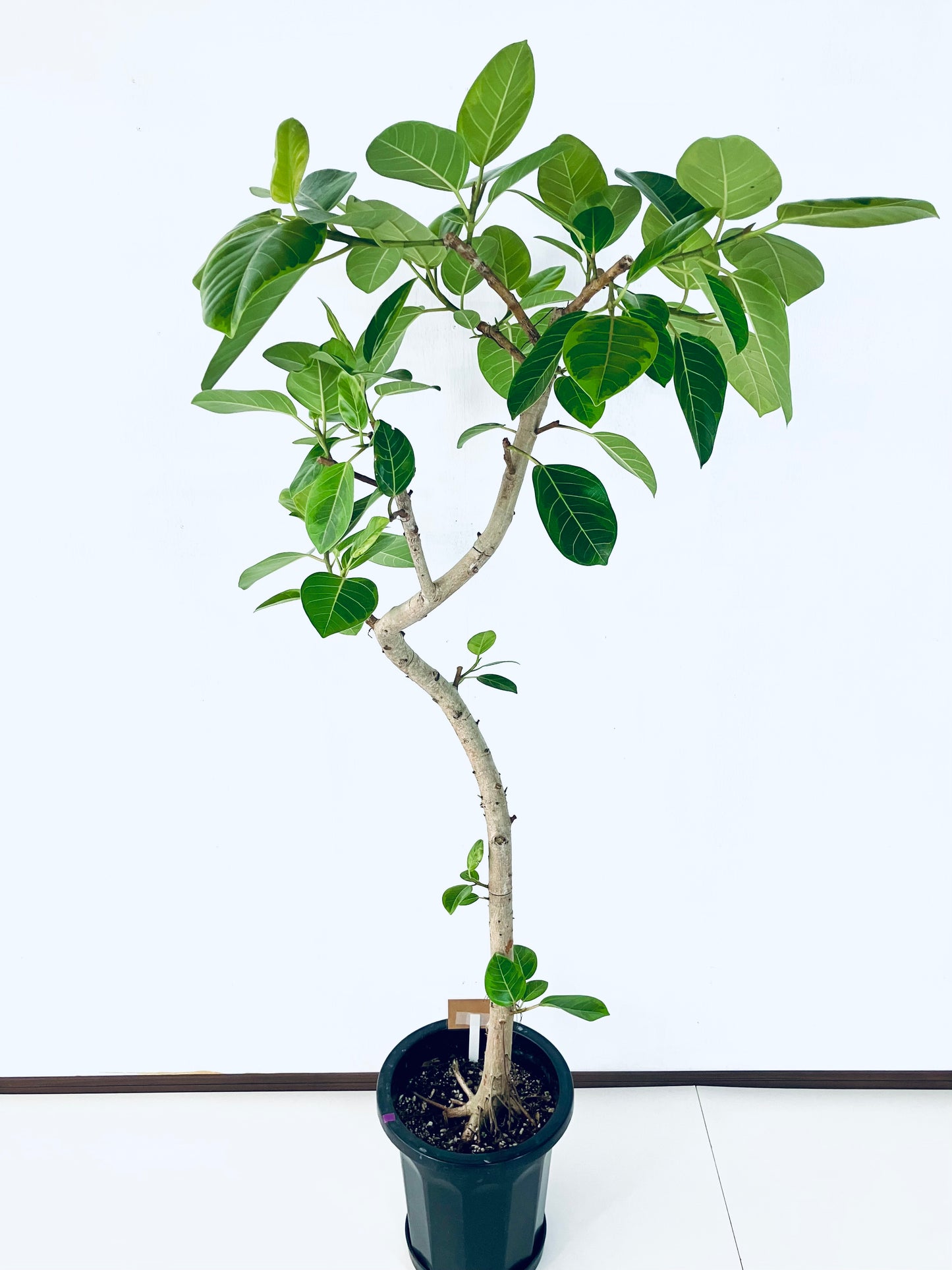 現品商品@1 アルテシマ 10号（高さ：175cm 幅：80cm）