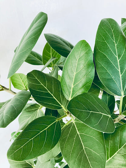 現品商品@6 ベンガレンシス 10号（高さ：160cm、幅：92cm）