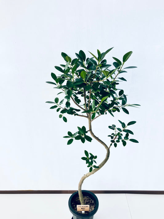 現品商品@4 フランスゴム 8号（高さ：143cm、幅：60cm）