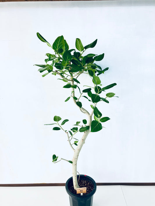 現品商品@5 ベンガレンシス 10号（高さ：177cm、幅：90cm）