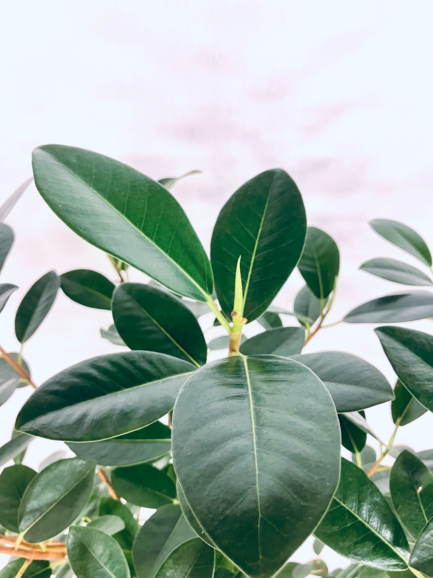 【Unique Form】フランスゴム 8号（高さ：145cm、幅：75cm）#11