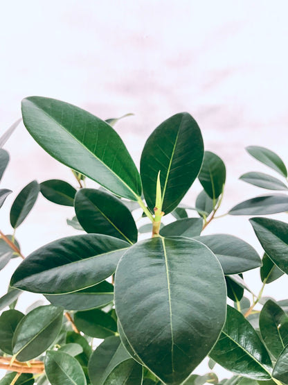 【Unique Form】フランスゴム 8号（高さ：145cm、幅：75cm）#11