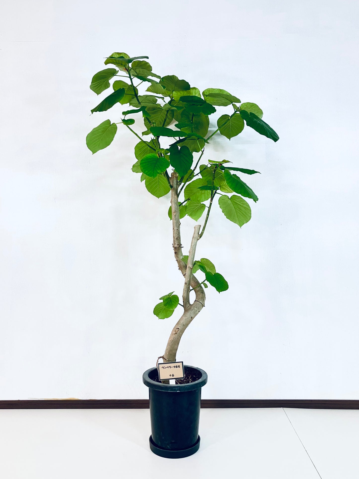 現品商品＠6 ウンベラータ 8号（高さ：151cm、幅：80cm）