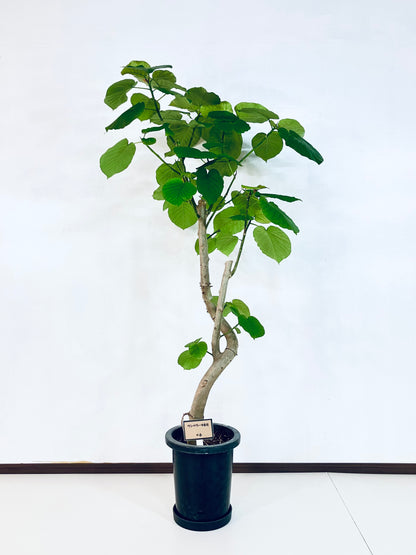 現品商品＠6 ウンベラータ 8号（高さ：151cm、幅：80cm）