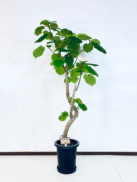 現品商品＠6 ウンベラータ 8号（高さ：151cm、幅：80cm）