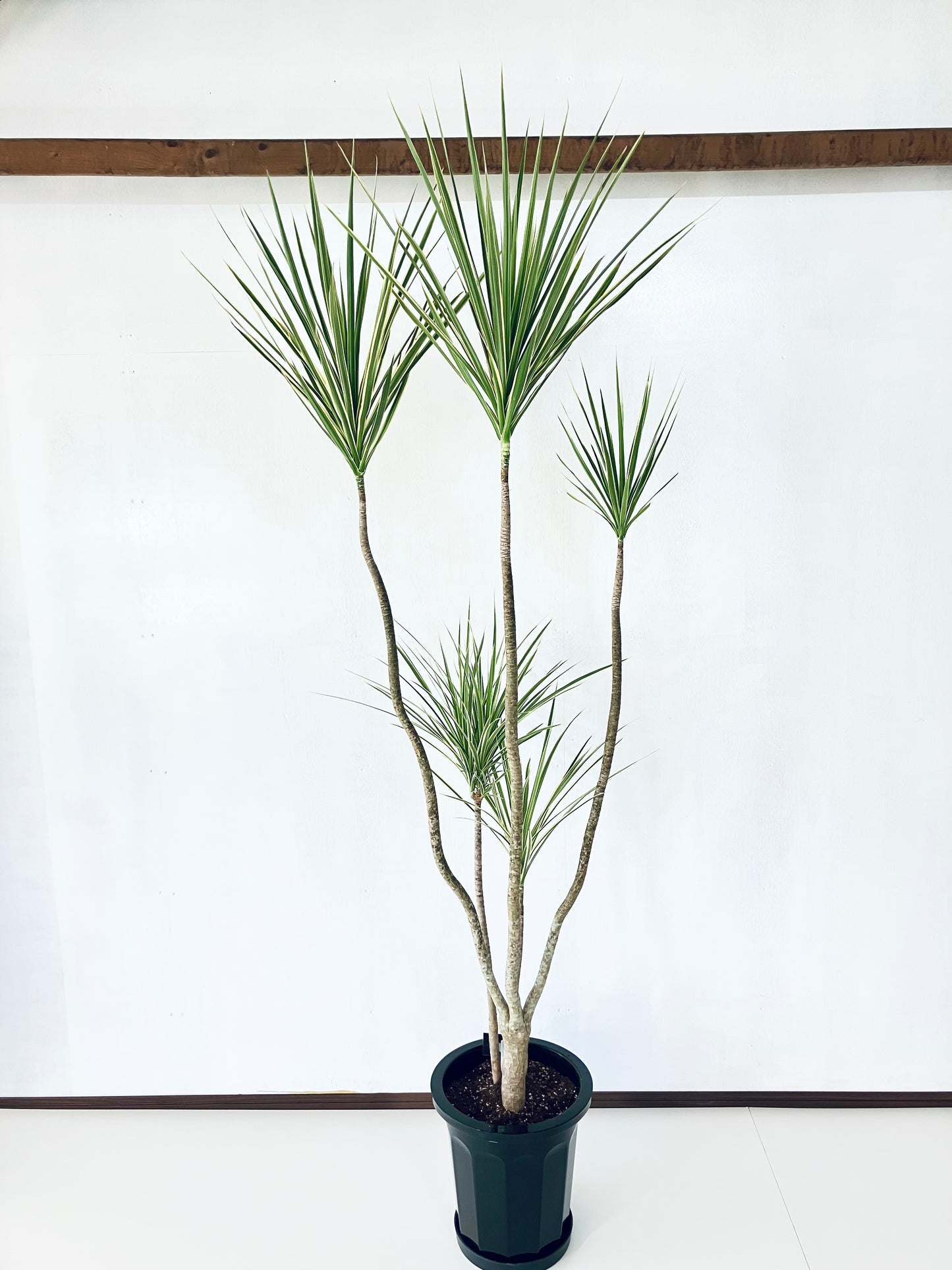 現品商品＠2 コンシンネ・ホワイボリー 10号（高さ：200cm、幅：85cm）