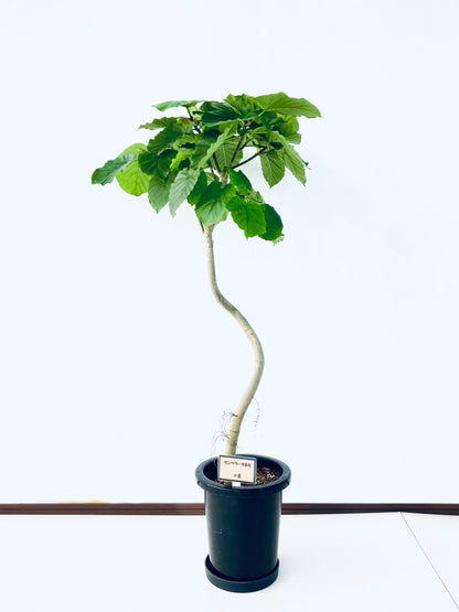 現品商品＠8 ウンベラータ 8号（高さ：128cm、幅：65cm）