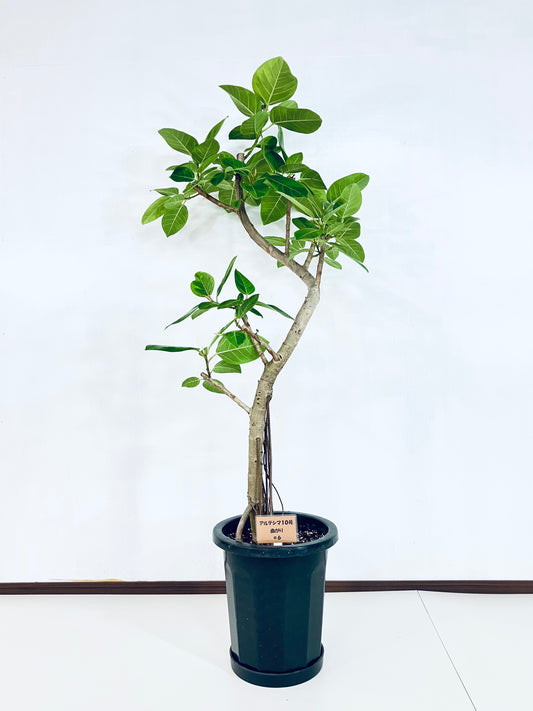 現品商品@6 アルテシマ 10号（高さ：158cm、幅：70cm）