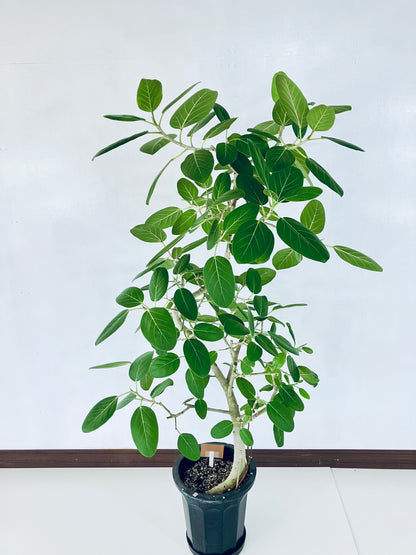 現品商品@3 ベンガレンシス 10号（高さ：172cm、幅：100cm）
