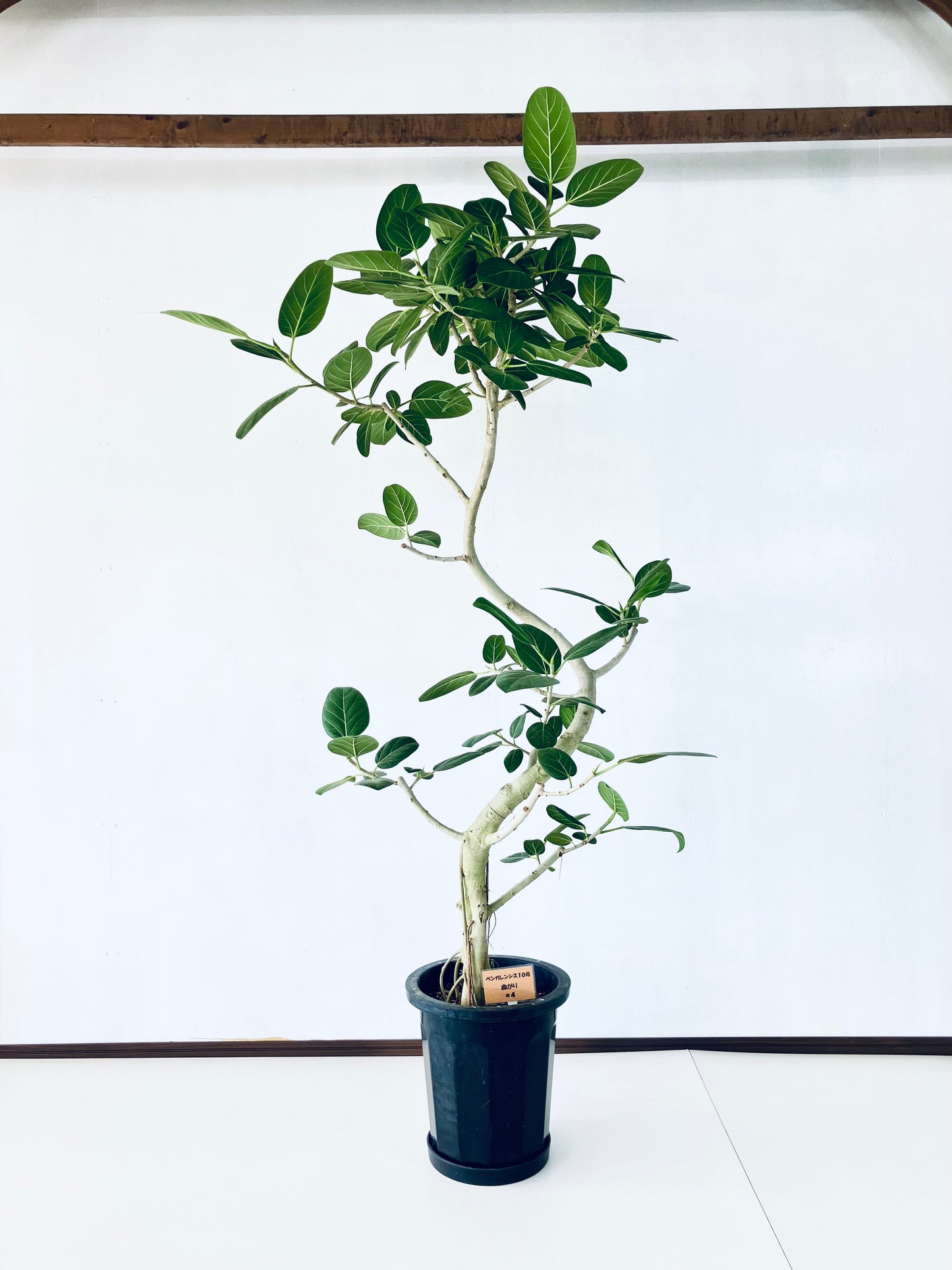 現品商品@4 ベンガレンシス 10号（高さ：192cm、幅：110cm）