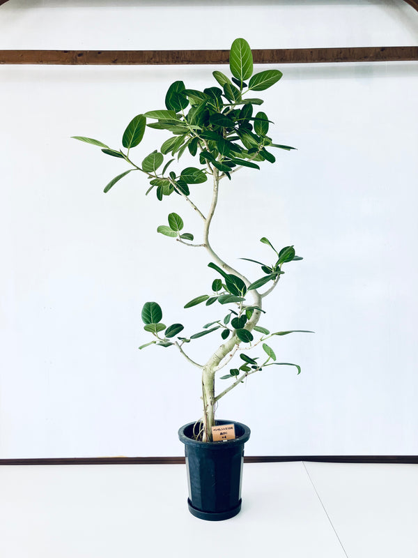 現品商品@4 ベンガレンシス 10号（高さ：192cm、幅：110cm）