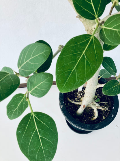 現品商品＠2 ベンガレンシス 8号（高さ：130cm、幅：70cm）