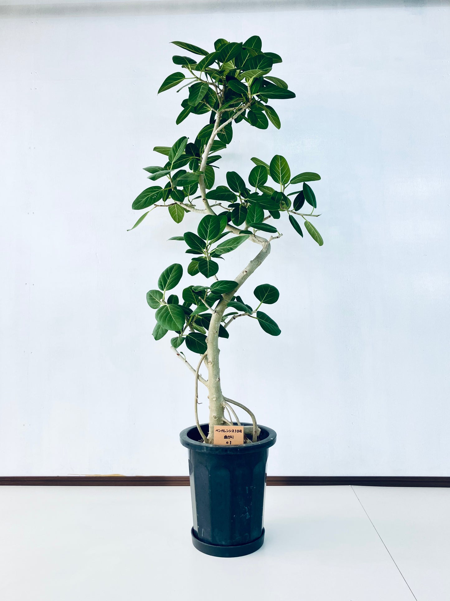 現品商品@1 ベンガレンシス 10号（高さ：175cm、幅：80cm）