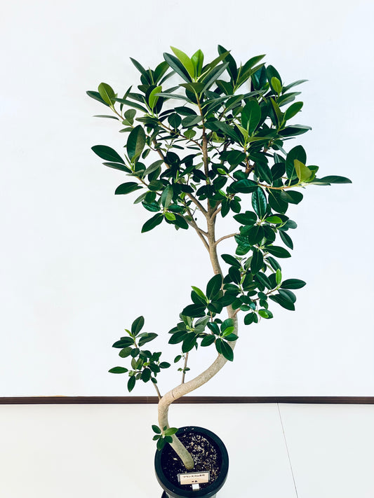 現品商品@6 フランスゴム 8号（高さ：145cm、幅：75cm）