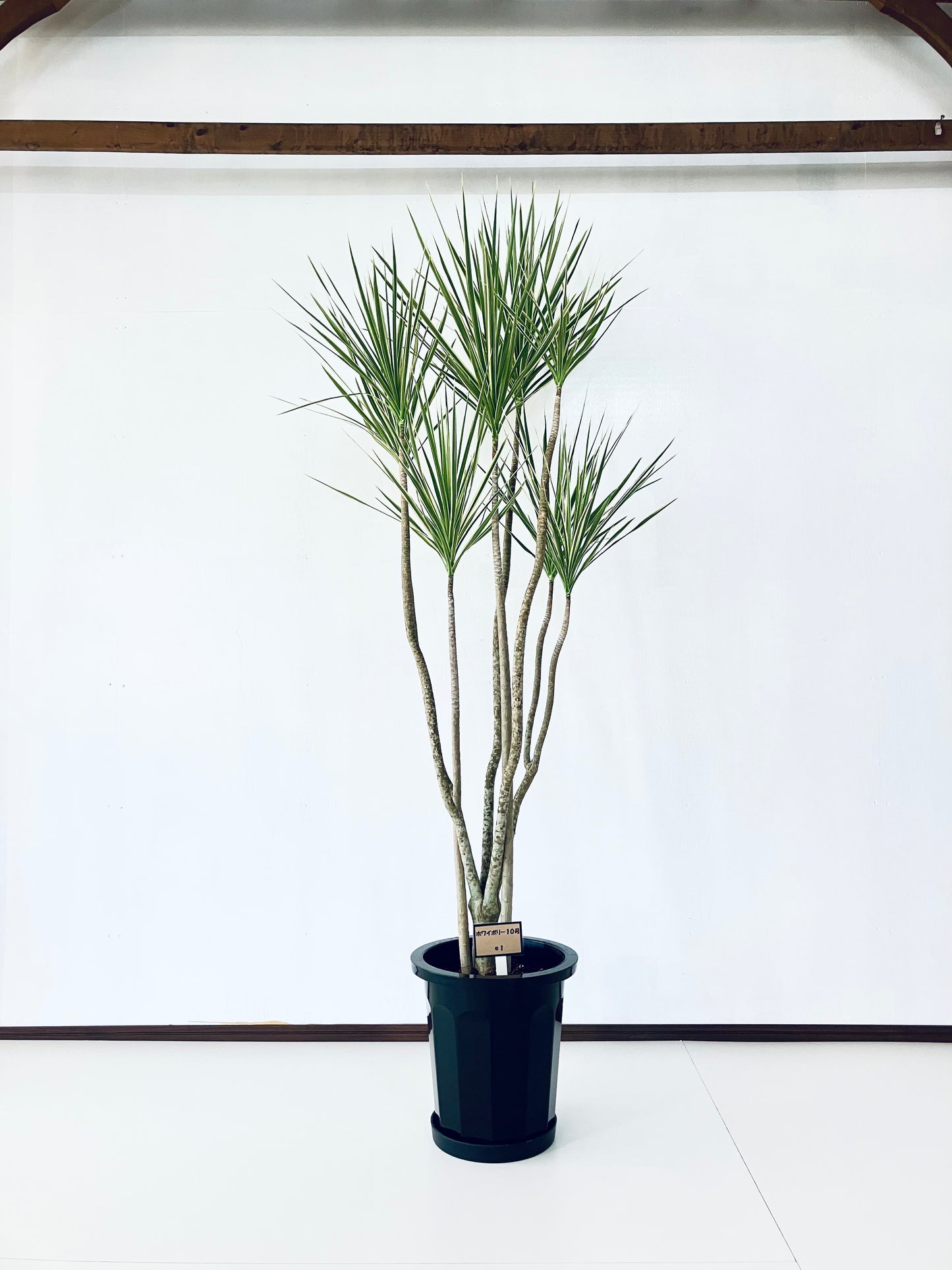 現品商品＠1 コンシンネ・ホワイボリー 10号（高さ：193cm、幅：85cm）