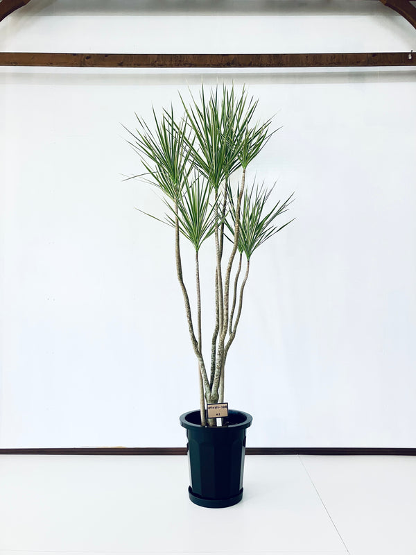 現品商品＠1 コンシンネ・ホワイボリー 10号（高さ：193cm、幅：85cm）