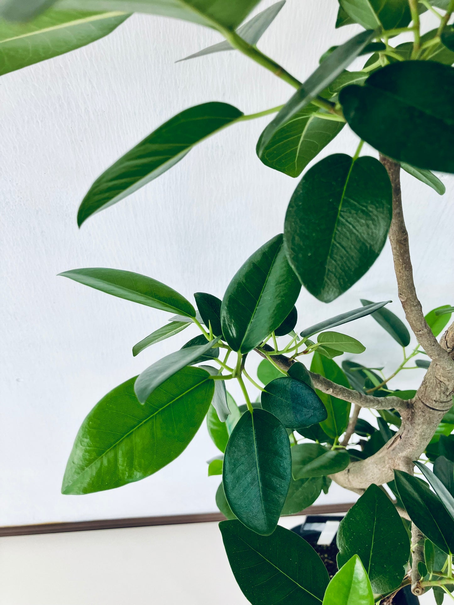 現品商品@6 フランスゴム 8号（高さ：127cm、幅：50cm）