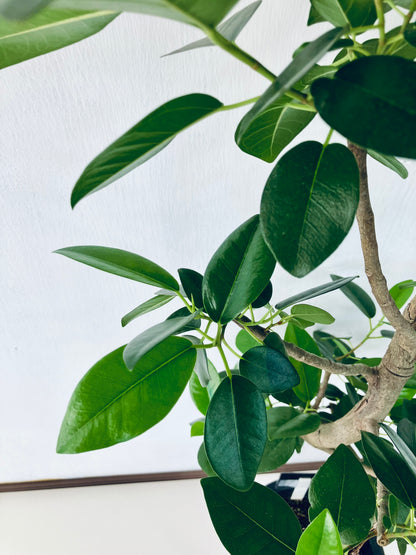 現品商品@6 フランスゴム 8号（高さ：127cm、幅：50cm）