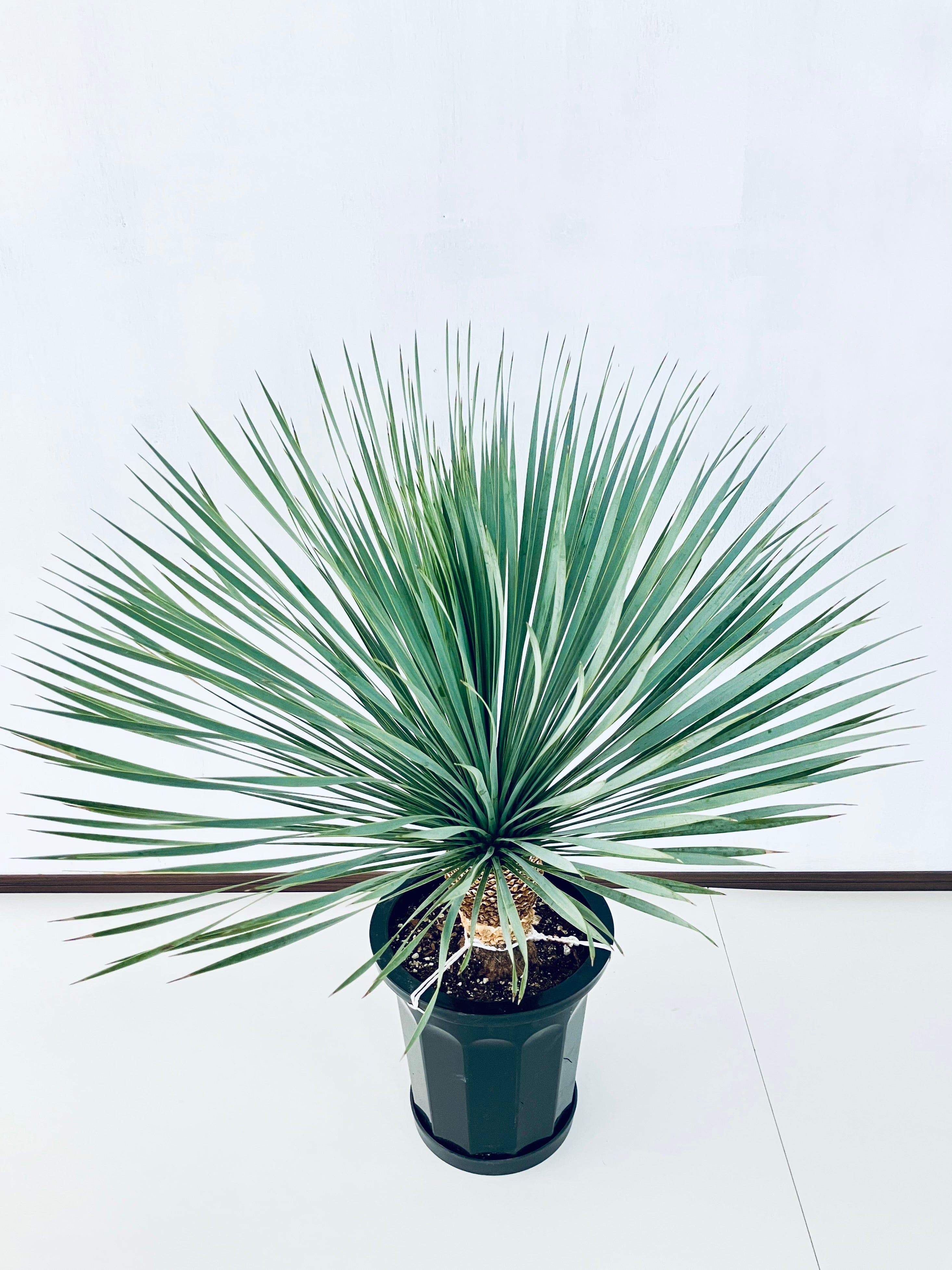 ユッカ・ロストラータ10号の現品商品 | 観葉植物通販AONOKI ユッカ・ロストラータ10号の現品商品 | 観葉植物通販AONOKI