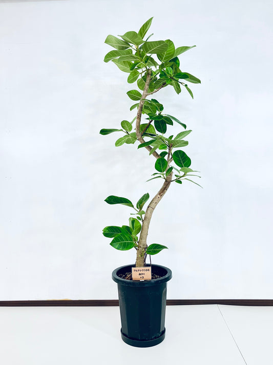 現品商品@5 アルテシマ 10号（高さ：163cm 幅：67cm）