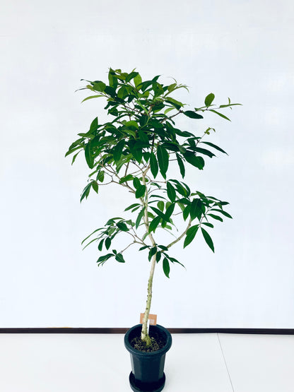 現品商品＠3 アマゾンオリーブ 8号（高さ：155cm、幅：75cm）