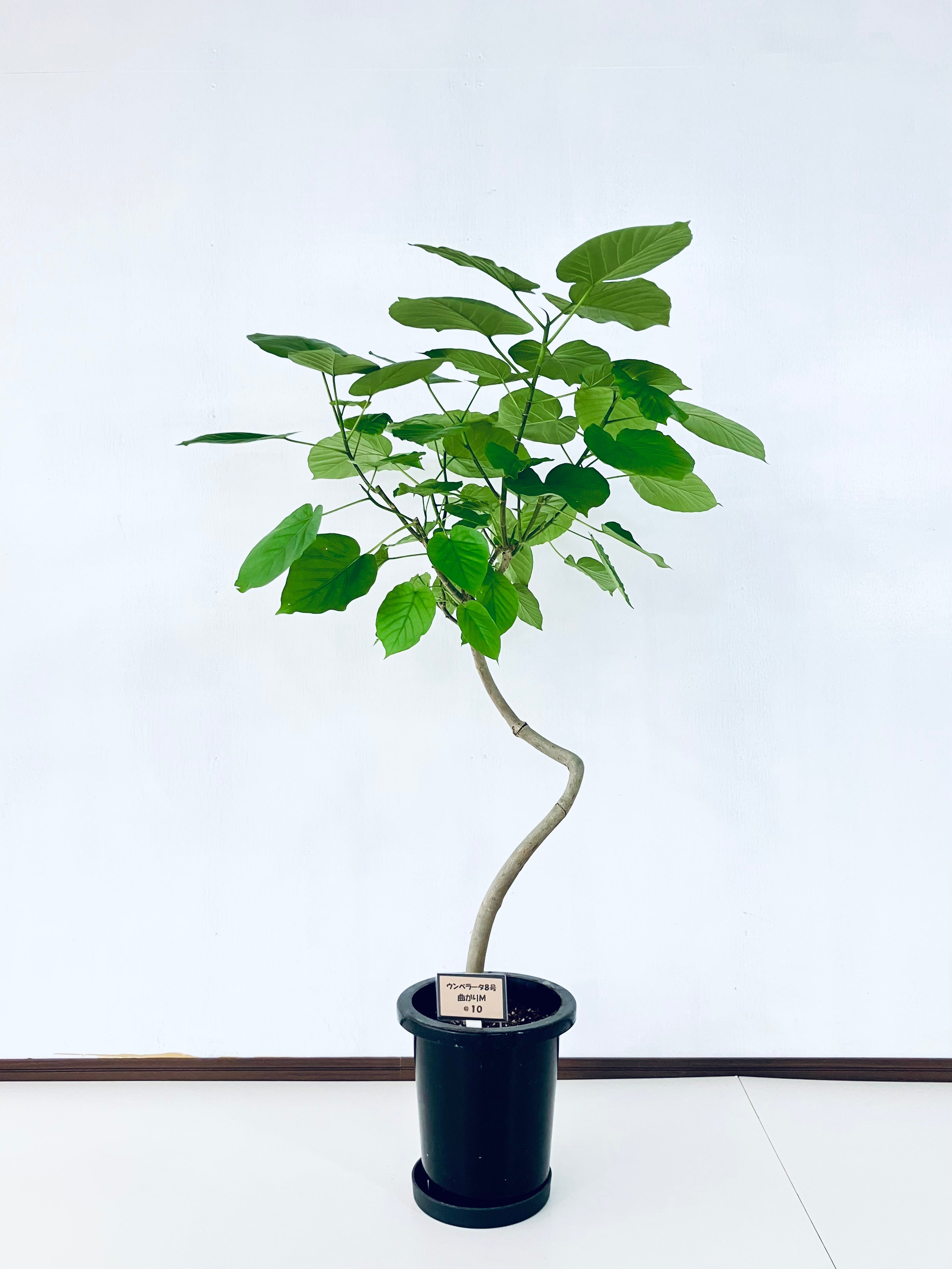 フィカス・ウンベラータ 8号の現品商品 | 観葉植物通販AONOKI（あおのき）