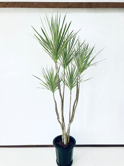 現品商品＠1 コンシンネ・ホワイボリー 10号（高さ：193cm、幅：85cm）