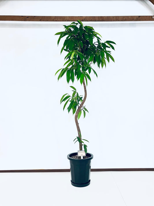 現品商品＠3 アムステルダム 10号（高さ：183cm、幅：85cm）
