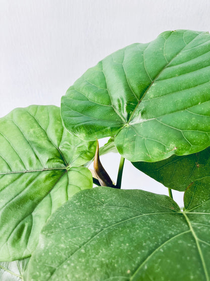 現品商品＠4 ウンベラータ 8号（高さ：114cm、幅：75cm）