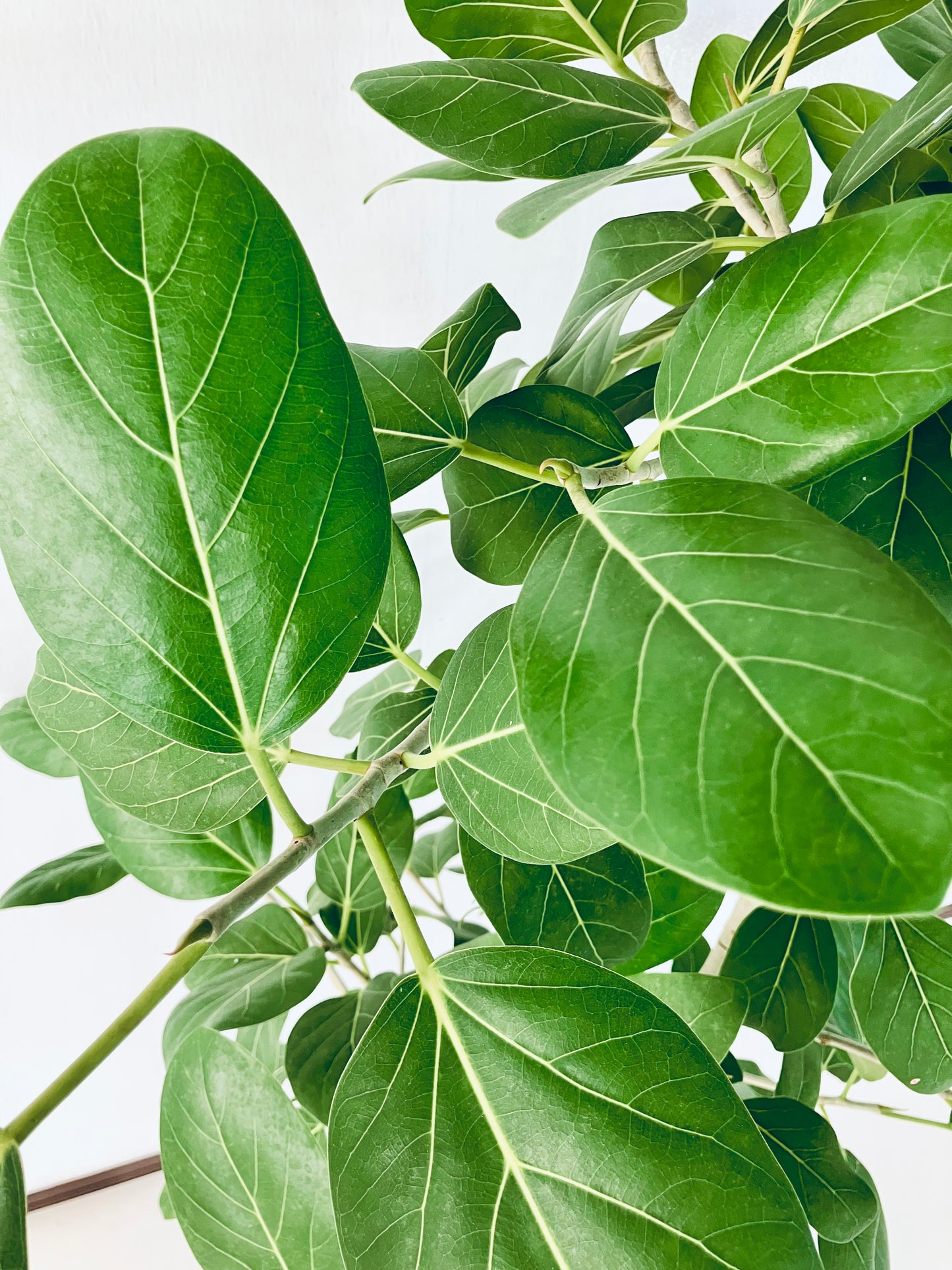 現品商品@6 ベンガレンシス 10号（高さ：160cm、幅：100cm）