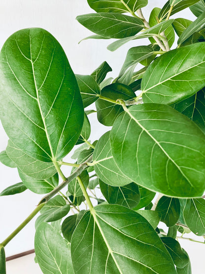 現品商品@6 ベンガレンシス 10号（高さ：160cm、幅：100cm）