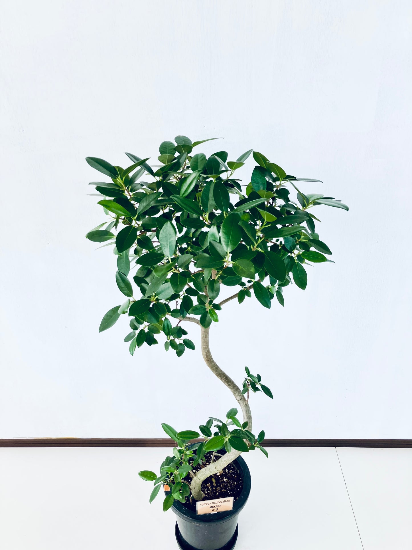 現品商品@1 フランスゴム 8号（高さ：118cm、幅：55cm）