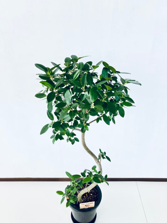 現品商品@1 フランスゴム 8号（高さ：118cm、幅：55cm）