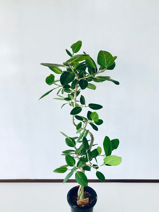 現品商品＠2 ベンガレンシス 8号（高さ：147cm、幅：80cm）