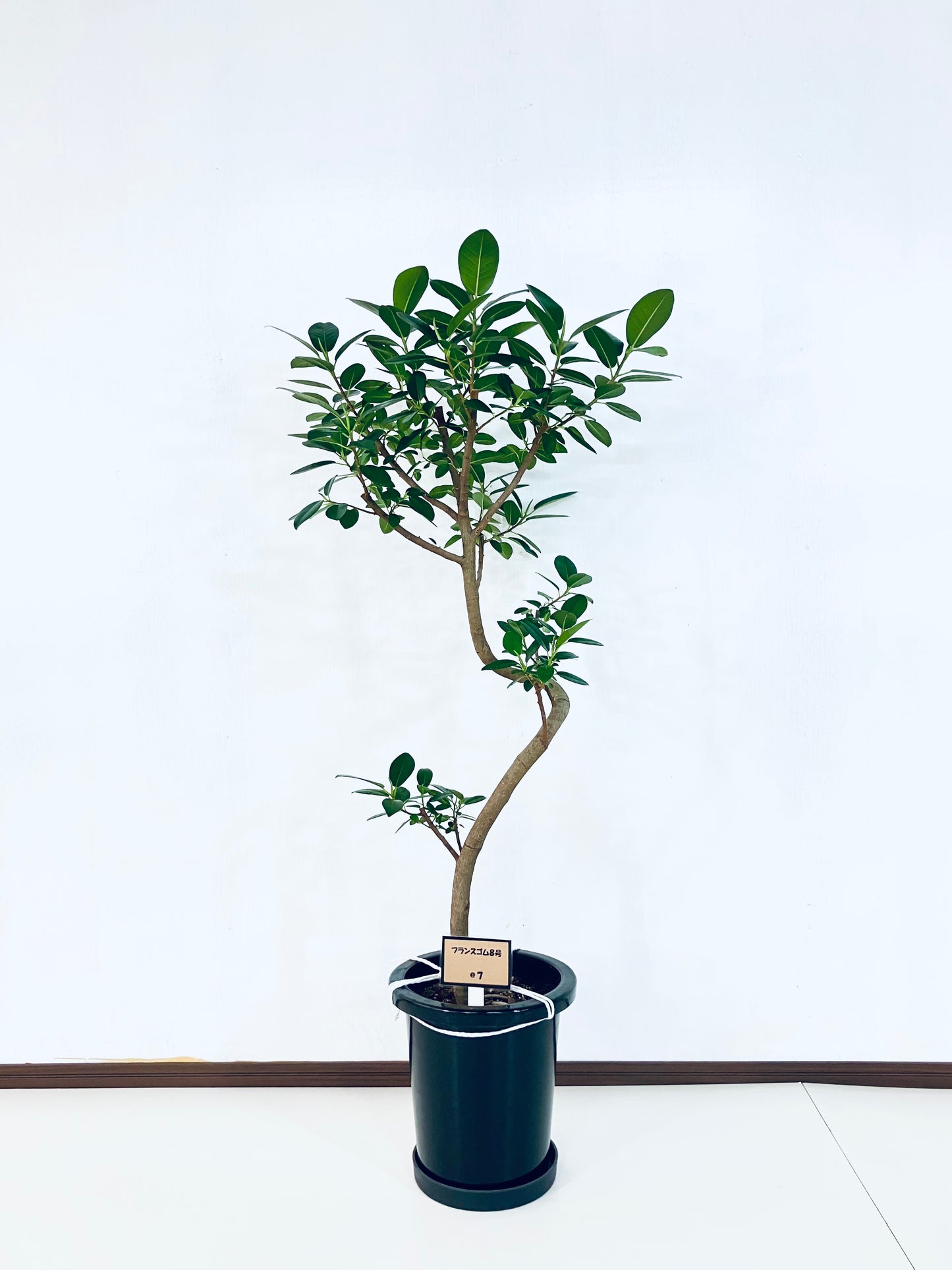 現品商品@7 フランスゴム 8号（高さ：122cm、幅：60cm）