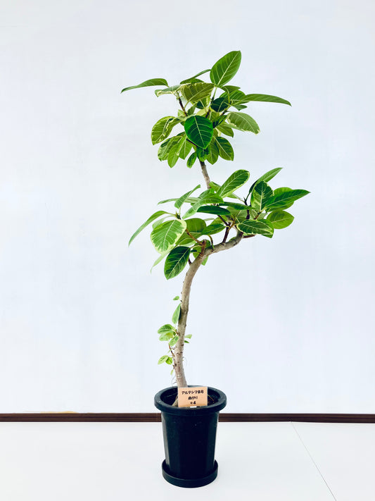 現品商品＠4 アルテシマ 8号（高さ：149cm、幅：94cm）