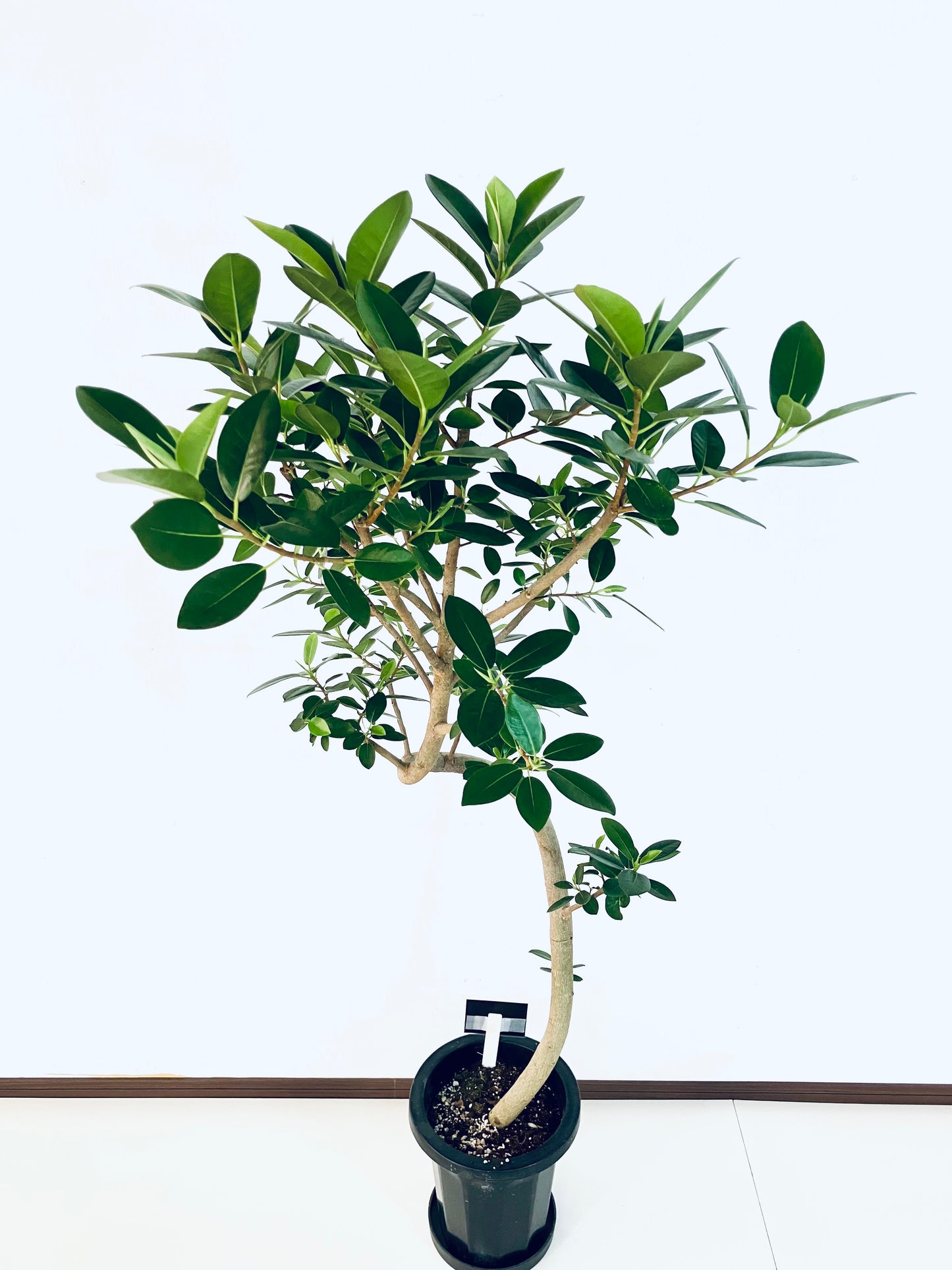 現品商品@6 フランスゴム 8号（高さ：145cm、幅：75cm）