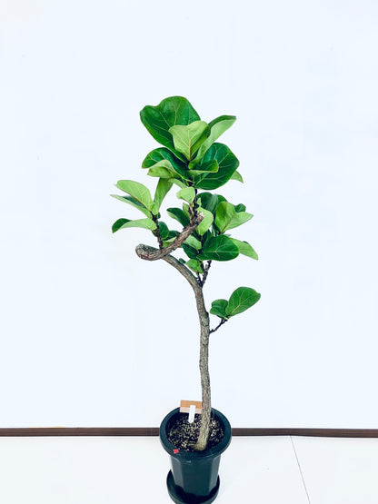 現品商品＠5 バンビーノ 8号（高さ：132cm、幅：44cm）