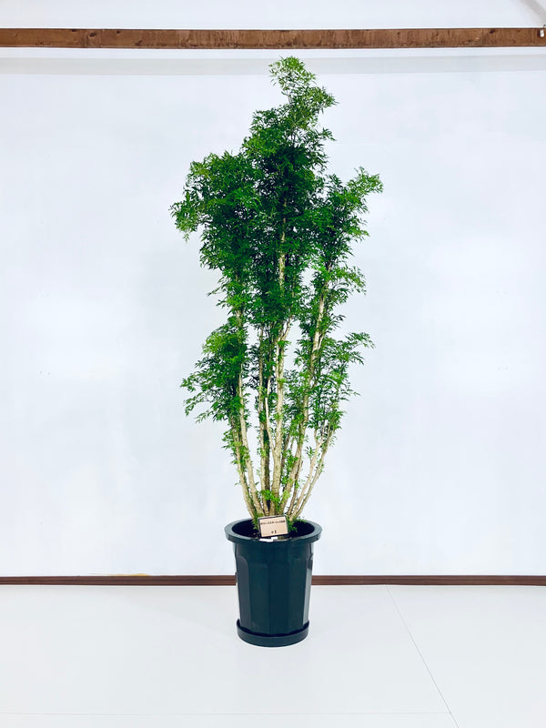 現品商品@1 ポリシャス・スターシャ 10号(高さ:176cm、幅:65cm)