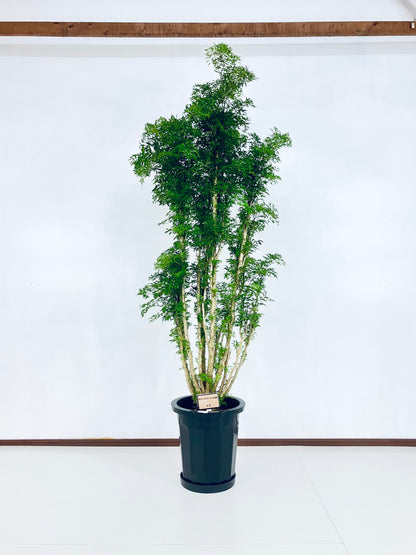 現品商品@1 ポリシャス・スターシャ 10号（高さ：176cm、幅：65cm）