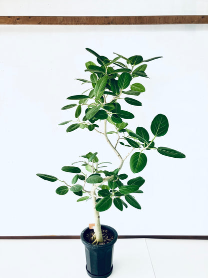 現品商品@3 ベンガレンシス 10号（高さ：180cm、幅：107cm）