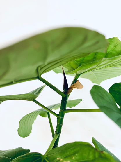 現品商品＠6 ウンベラータ 8号（高さ：151cm、幅：80cm）