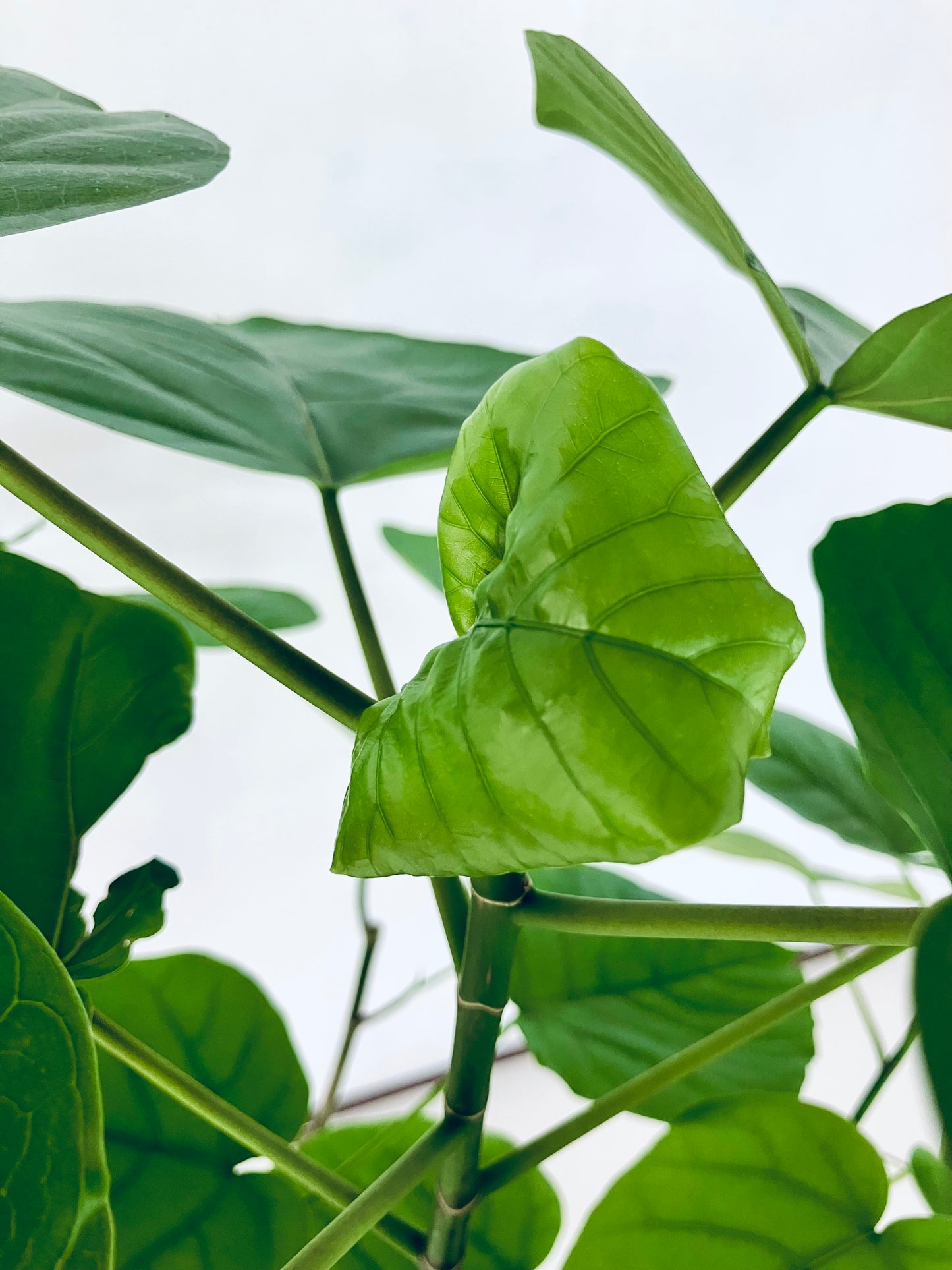 現品商品＠4 ウンベラータ 8号 曲がりМ（高さ：131cm、幅：95cm）