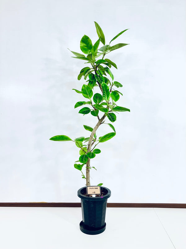 現品商品＠3 アルテシマ 8号（高さ：145cm、幅：65cm）