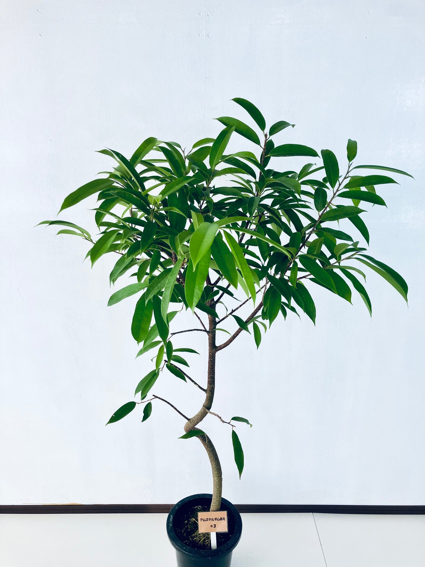 現品商品＠3 アムステルダム 8号（高さ：156cm、幅：87cm）