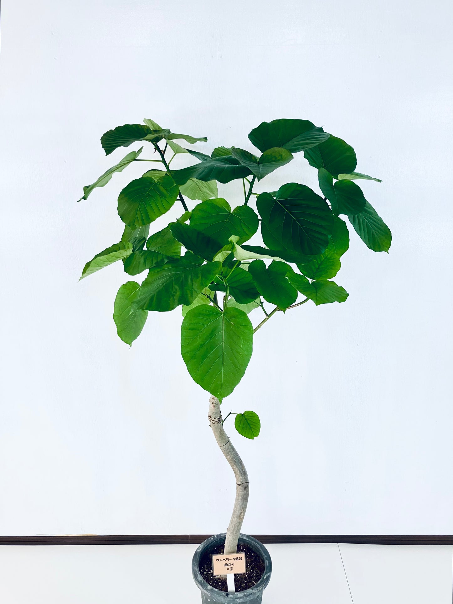 現品商品＠2 ウンベラータ8号（高さ：155cm、幅：80cm）