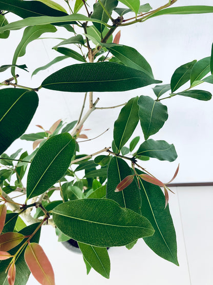 現品商品＠4 アマゾンオリーブ 8号（高さ：150cm、幅：65cm）