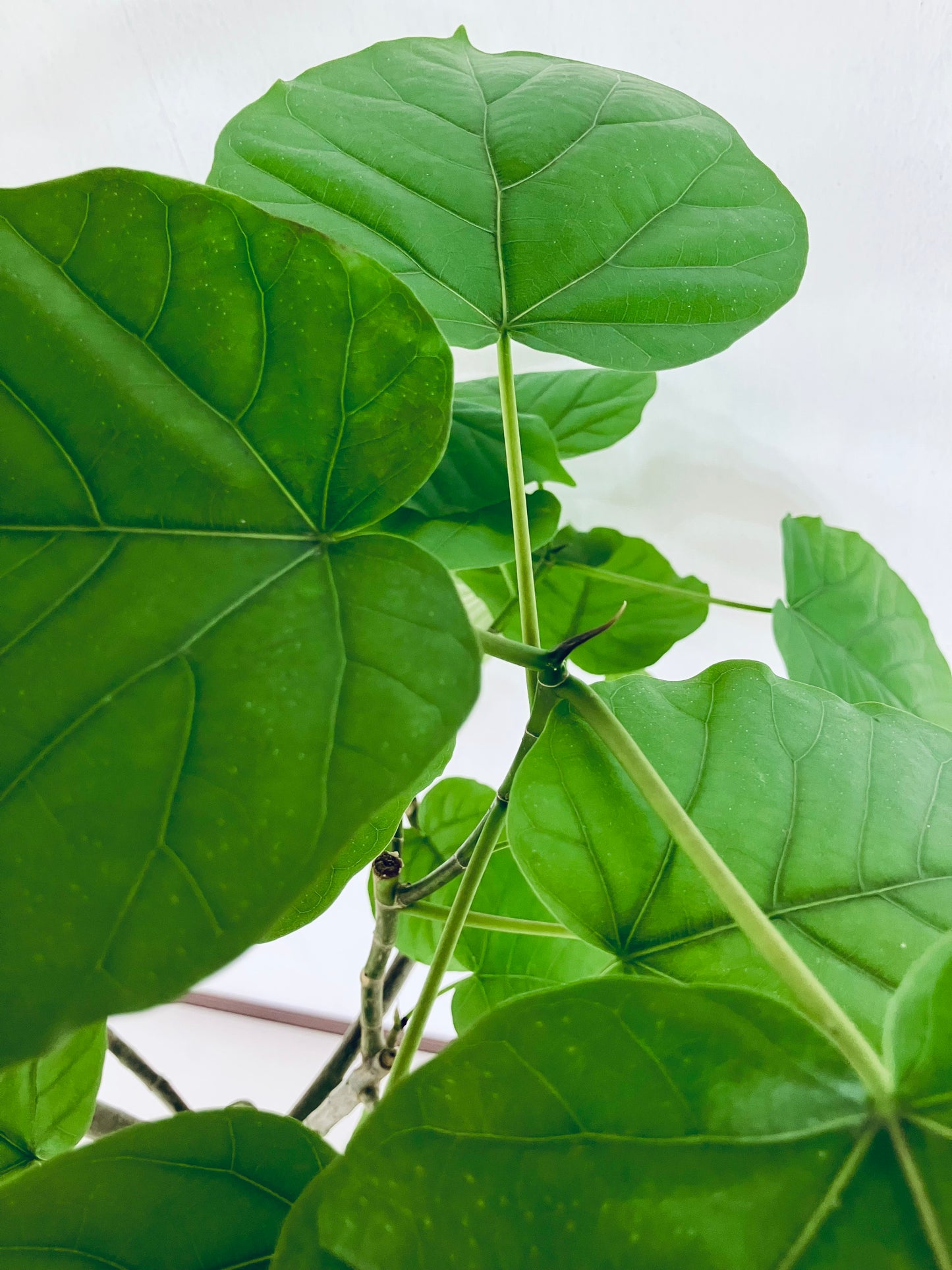 現品商品＠2 ウンベラータ8号 曲がりМ（高さ：123cm、幅：80cm）