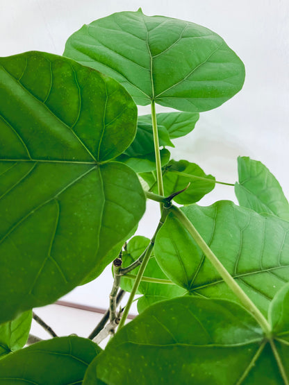 現品商品＠2 ウンベラータ8号 曲がりМ（高さ：123cm、幅：80cm）